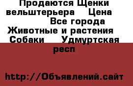 Продаются Щенки вельштерьера  › Цена ­ 27 000 - Все города Животные и растения » Собаки   . Удмуртская респ.